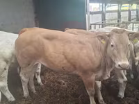 Vaca, Blonde d’Aquitane cattle — foto 4