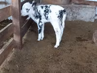 Сиыр, Голштин тұқымы — 2-сурет