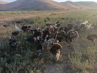 Turkeys — foto 3