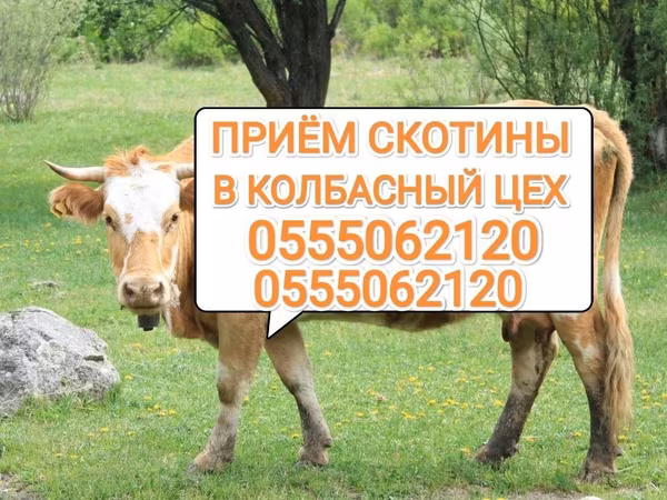 Бұқа, Ірі қара