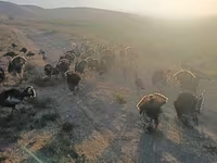 Turkeys — foto 7