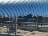 Айғыр, Horse breed — 2-сурет