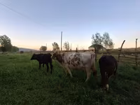 Vaca, Swiss cattle — foto 6