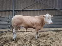 Toro, Blonde d’Aquitane cattle — foto 2