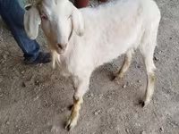 عنزة, الماعز — الصورة 1