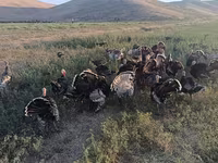 Turkeys — foto 6