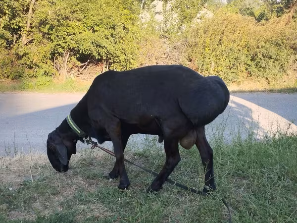 मेढ़ा, Red Karaman sheep — किर्गिज़स्तान
