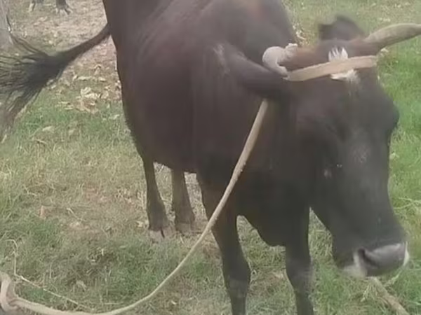 Cow, Cattle