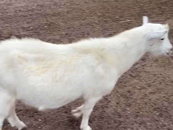 Теке, Saanen goat