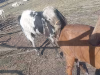 Ziegenbock, Nubian Goat — Foto 2