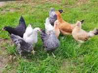 Chickens — Foto 1