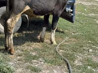 Bull, Cattle — photo 4