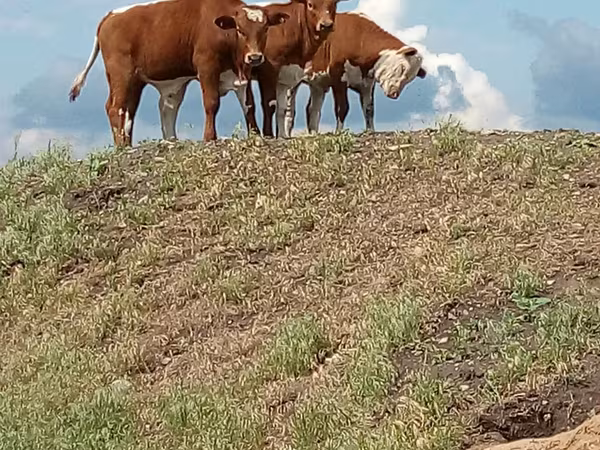 Сиыр, Ірі қара — Ресей