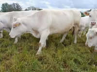 Сиыр, Charolais cattle — 7-сурет