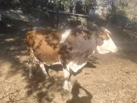 गाय, Swiss cattle — फ़ोटो 1