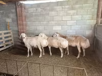 Қой, Afghan Arabi sheep — 2-сурет