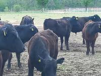 Bulle, Aberdeen-Angus — Foto 6