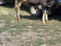 Bull, Cattle — photo 1