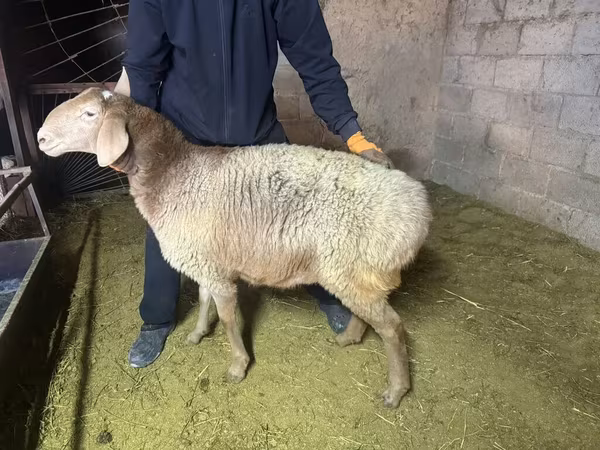 Қой, Arashan sheep — Қырғызстан