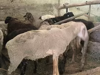 Қошқар, Hissar sheep — 8-сурет