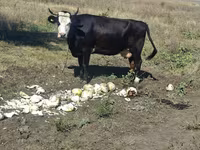 Vaca, Ganado vacuno — foto 2