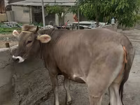 Сиыр, Swiss cattle — 1-сурет