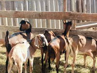 Теке, Nubian Goat — 5-сурет