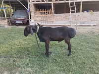 Қошқар, Red Karaman sheep — 3-сурет