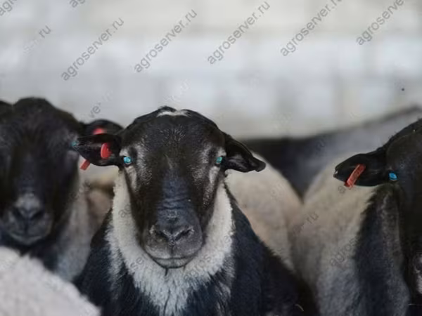 Widder, Dorper sheep