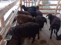 Sheep, Tajik sheep — photo 2