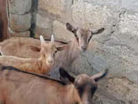 Goat, Saanen goat — photo 1