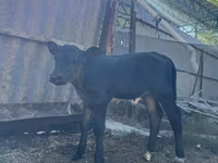 母牛, Swiss cattle — 照片 2