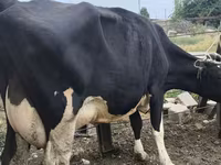 Cow, Russian Black pied cattle — photo 3