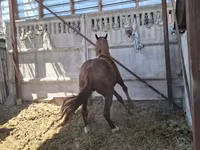Horse (M), Arabian horse — photo 6