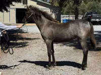 Бие, Rocky Mountain Horse — 2-сурет