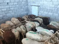 Sheep, Sheep — photo 3