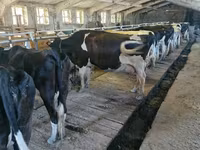 Cow, Holstein breed — photo 1