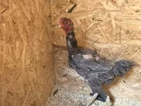 Chickens — الصورة 5