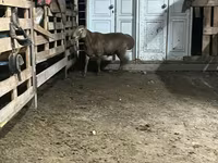 Carnero, Arashan sheep — foto 4