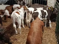 Cow, Limousin cow — photo 5