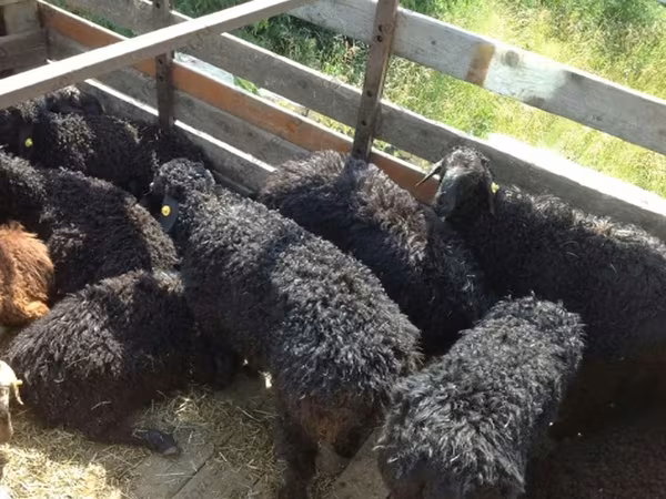 मेढ़ा, Edilbay sheep