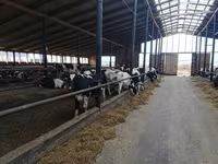 Kuh, Holstein-Rasse — Foto 3