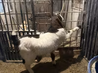 Cabro, Kamori goats — foto 4