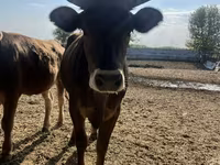 गाय, Swiss cattle — फ़ोटो 2