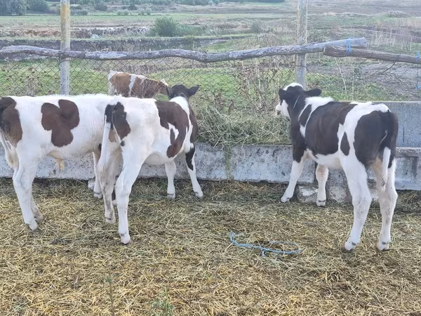 公牛, Cattle