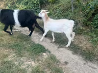 Ziegenbock, Ziegen — Foto 4