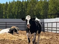 गाय, Simmental cattle — फ़ोटो 6