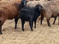 كبش, Dorper sheep — الصورة 7