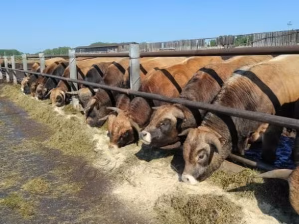 Сиыр, Aubrac cattle