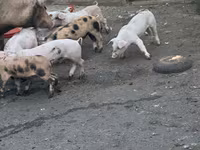Sow, Pigs — photo 3